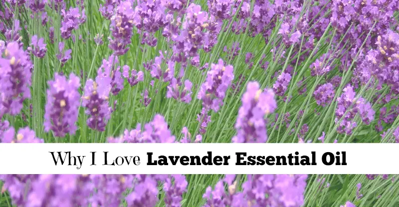 Why I Love Lavender Essential Oil fb