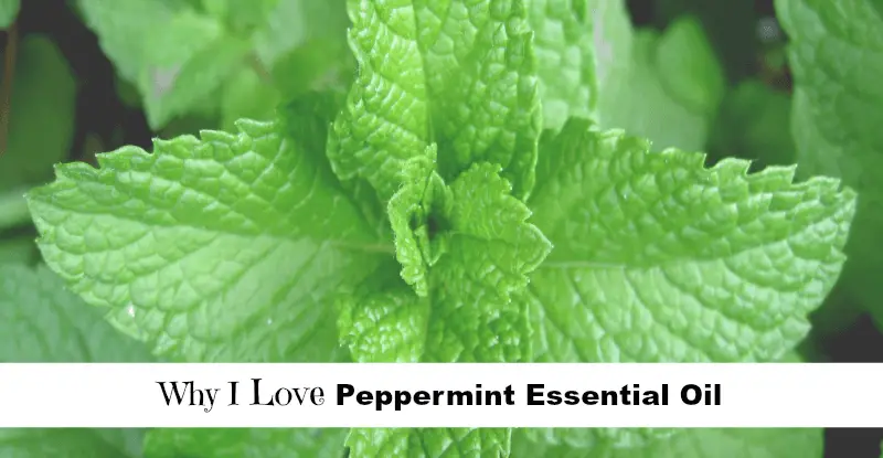 Why I Love Peppermint Essential Oil fb