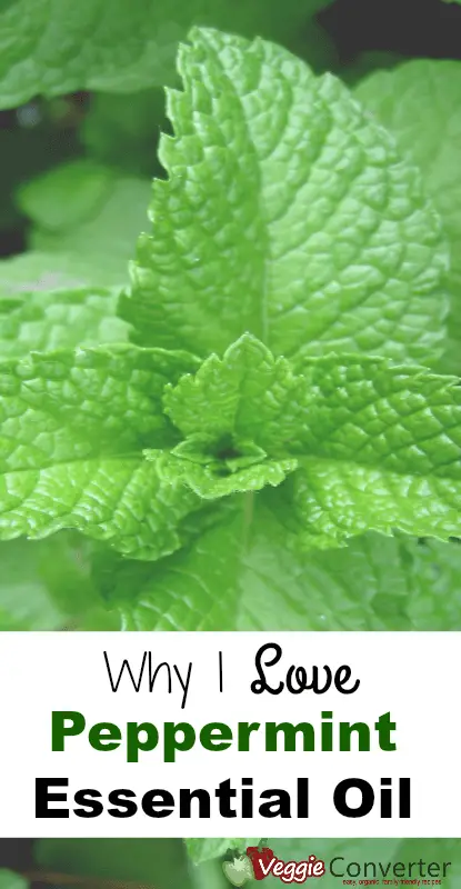 Why I Love Peppermint Essential Oil