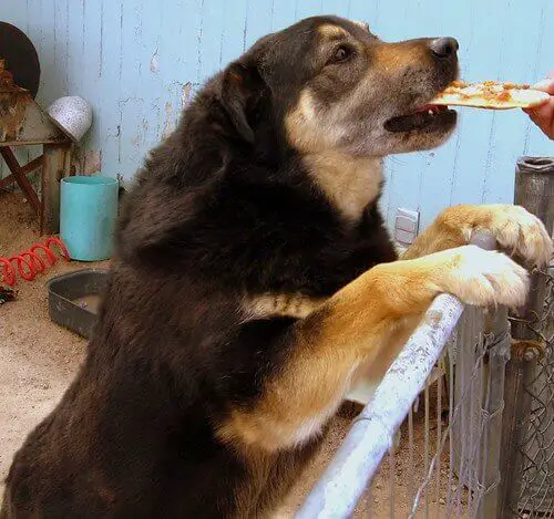 can a dog die from eating pizza