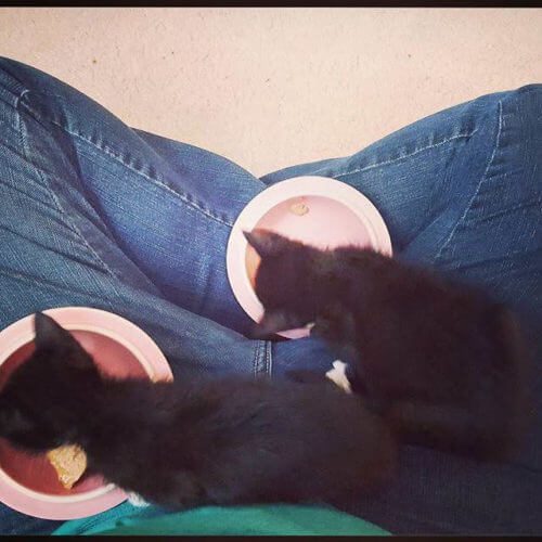 kittens eating